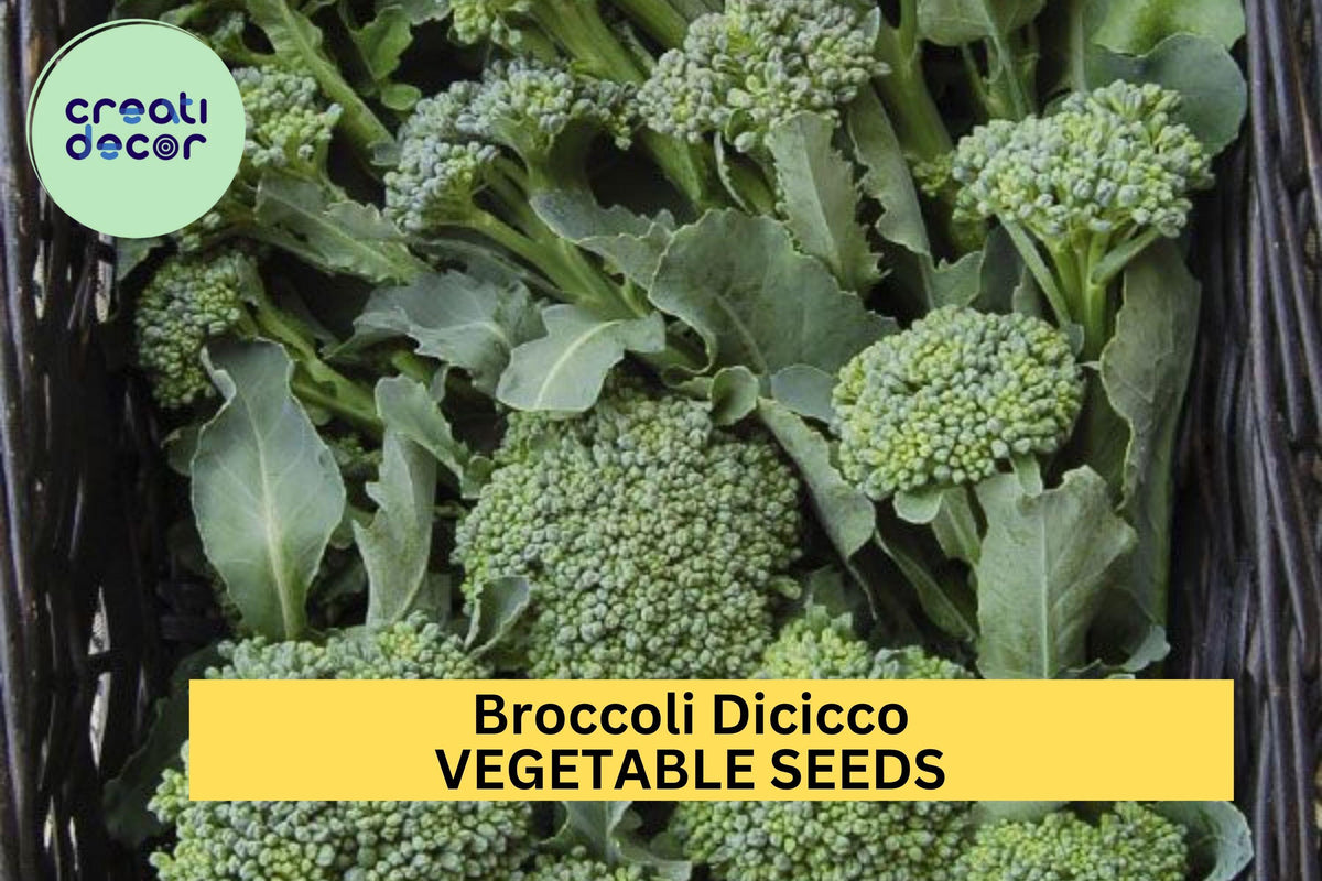 Broccoli Di Cicco Seeds 3 Pack – Italian Heirloom, Compact Green Heads, Brassica oleracea var. italica, Vegetable Garden, Container Planting