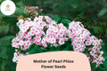 Mother of Pearl Phlox Seeds, Perennial Flower, White to Pink Blooms, Phlox paniculata, Butterfly and Hummingbird Attractant