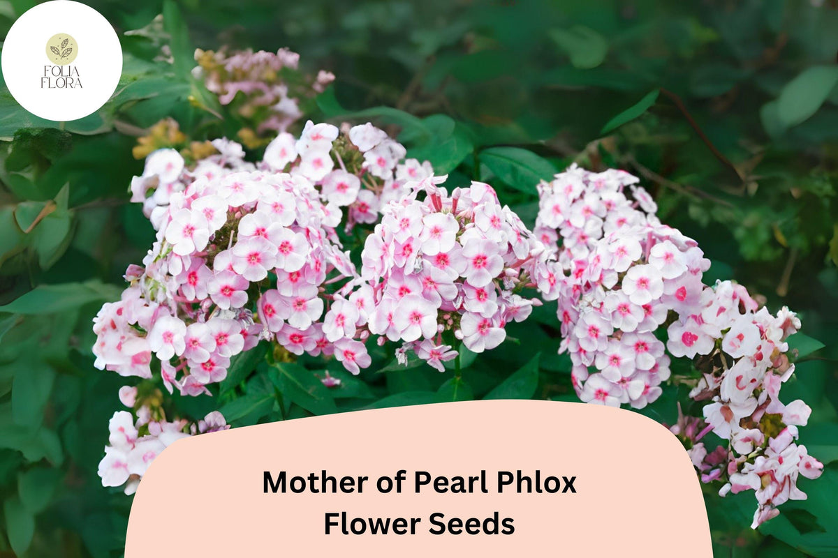 Mother of Pearl Phlox Seeds, Perennial Flower, White to Pink Blooms, Phlox paniculata, Butterfly and Hummingbird Attractant