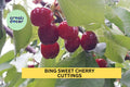 5 Bing Sweet Cherry Hardwood Cuttings – Prunus avium Grafting Scion Wood for Fruit Tree Propagation