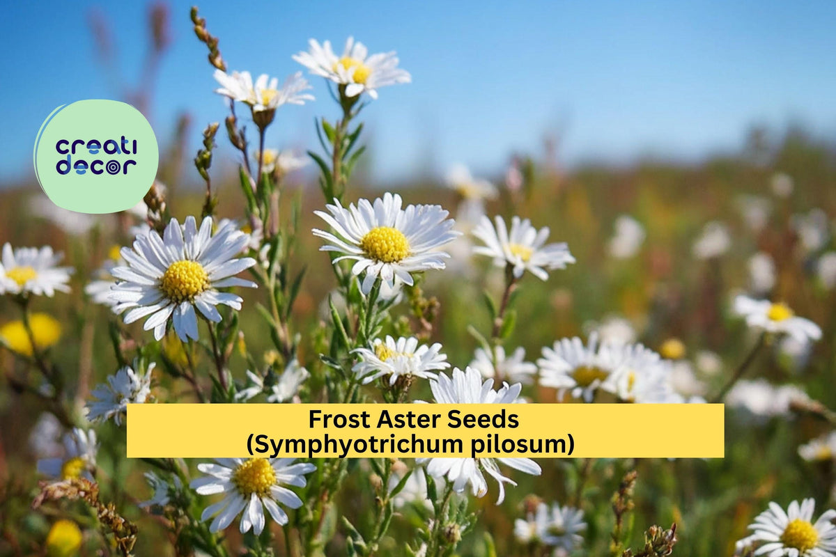 Frost Aster Seeds 100 Pack – Symphyotrichum pilosum White Native Wildflower for Pollinator Gardens and Meadow Plantings