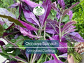 Unrooted Okinawa Spinach Cuttings 8-Pack | Gynura bicolor Edible Purple Leaf Herb, Easy to Grow, Nutrient-Rich, Hardy Vegetable Starter
