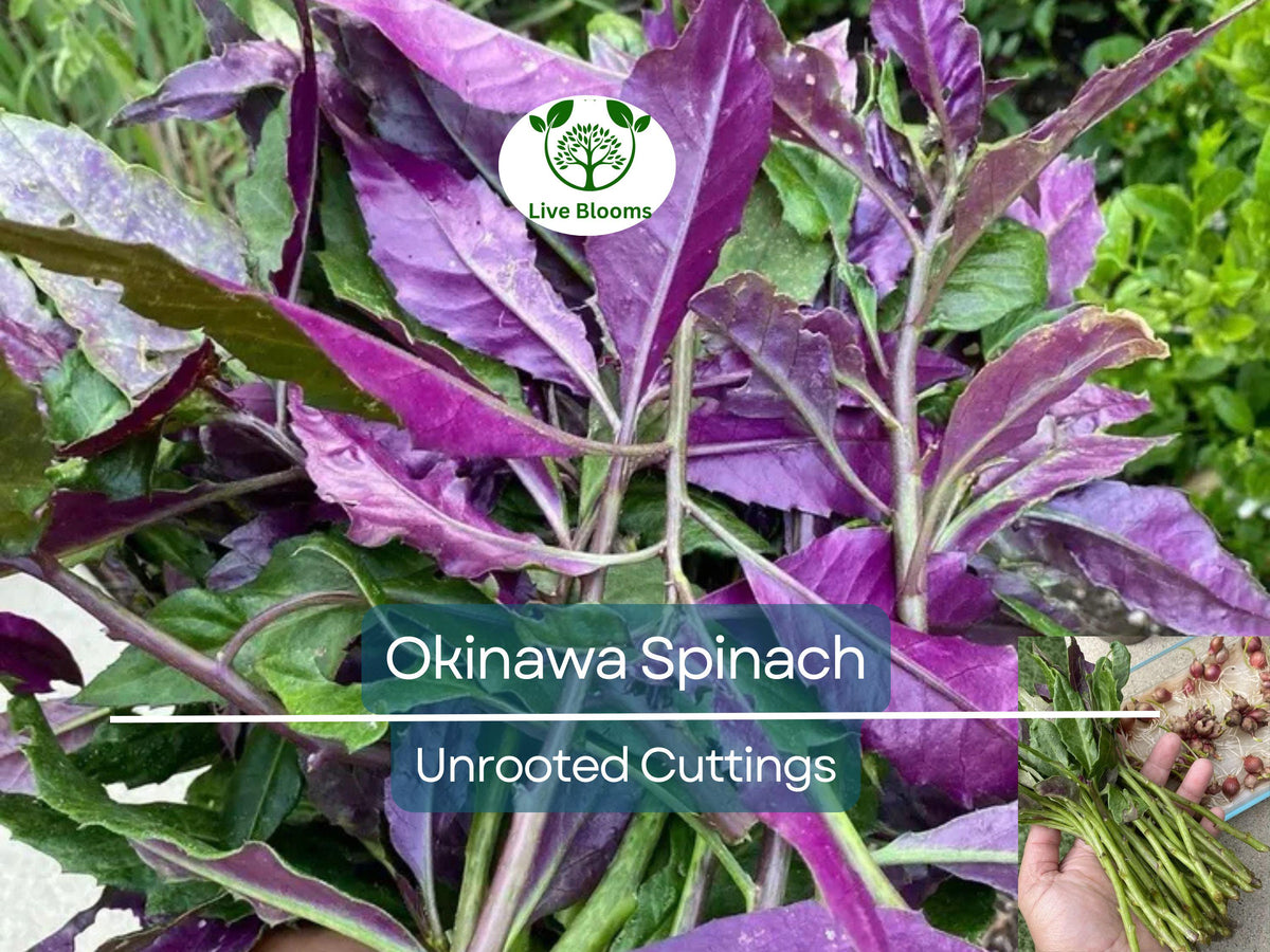 Unrooted Okinawa Spinach Cuttings 8-Pack | Gynura bicolor Edible Purple Leaf Herb, Easy to Grow, Nutrient-Rich, Hardy Vegetable Starter