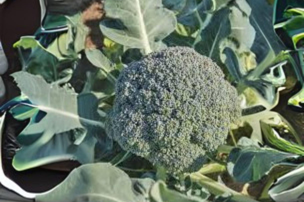 Waltham 29 Broccoli Seeds - Heirloom, Cold-Hardy, Large Dark Green Heads, Brassica oleracea var. italica, 300 Seeds