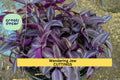 Tradescantia Cutting Mystery Pack | 10 Varieties Wandering Jew Plants | Unrooted Trailing Houseplants | Commelinaceae