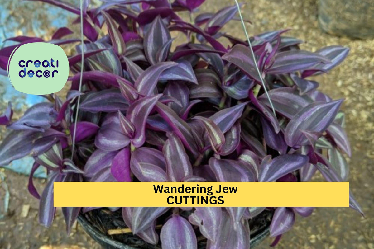 Tradescantia Cutting Mystery Pack | 10 Varieties Wandering Jew Plants | Unrooted Trailing Houseplants | Commelinaceae