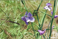150 Prairie Spiderwort Seeds – Native Wildflower with Blue Blooms, Pollinator Plant for Meadows & Gardens – Tradescantia bracteata