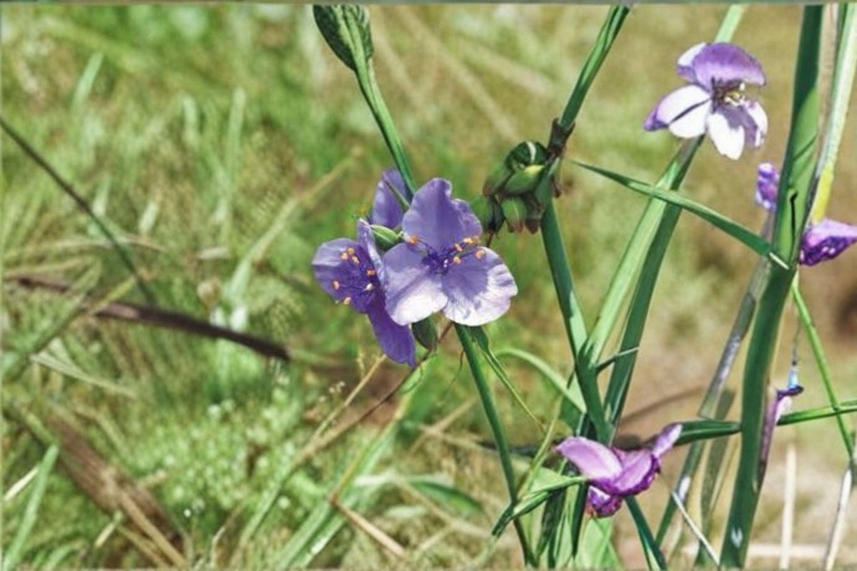 150 Prairie Spiderwort Seeds – Native Wildflower with Blue Blooms, Pollinator Plant for Meadows & Gardens – Tradescantia bracteata
