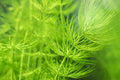 Hornwort Live Aquarium & Pond Plant – Ceratophyllum demersum, Fast-Growing Oxygenator for Tanks & Ponds