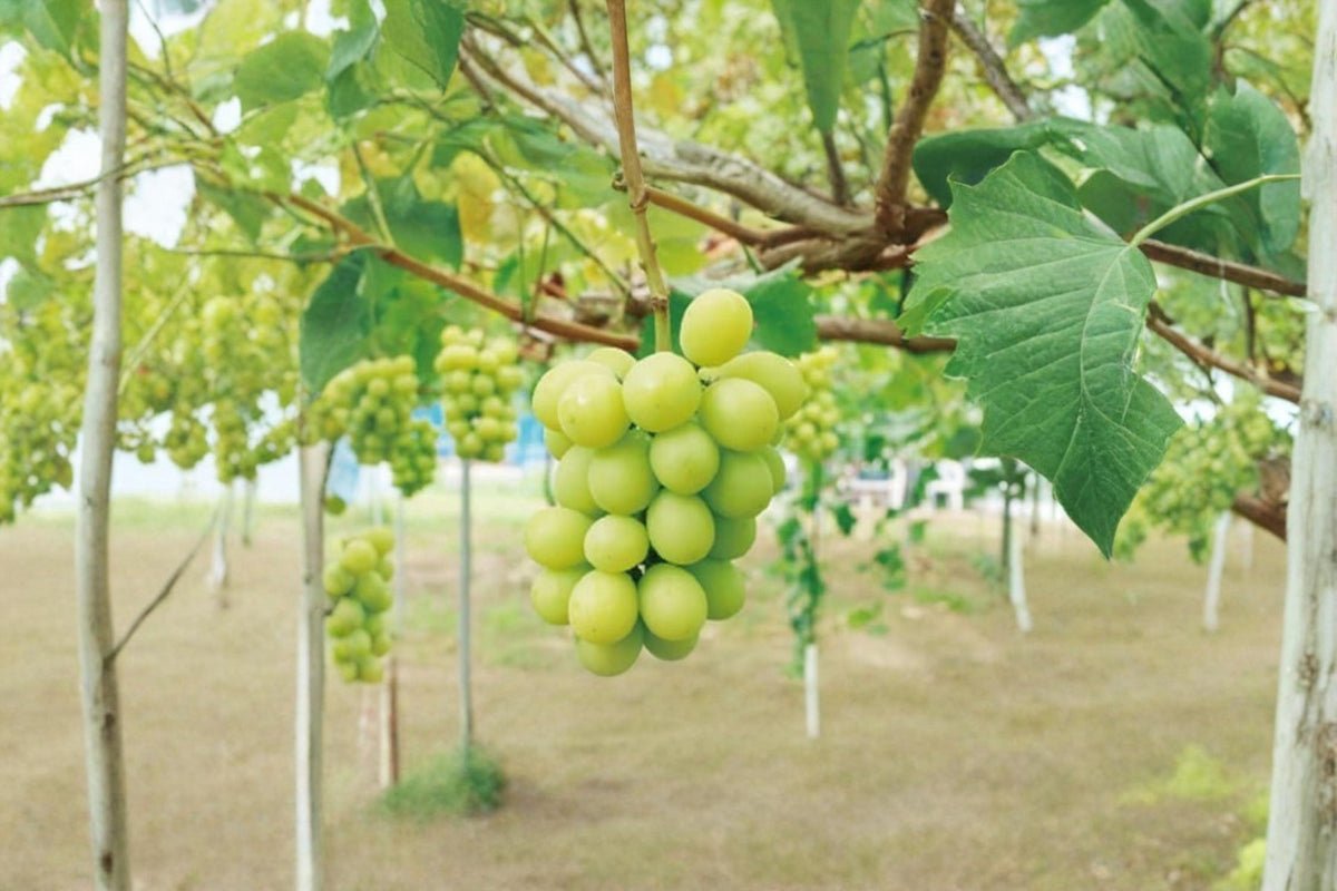 Shine Muscat Grape Cuttings 6-8" Vitis vinifera Unrooted Fruit Vine Propagation
