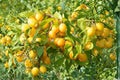 Golden Yellow Plum Tree Bare Root – Prunus domestica, Deciduous Fruit Tree, 2 ft Tall, Yellow Plums, Spring Blossoms, Garden & Orchard