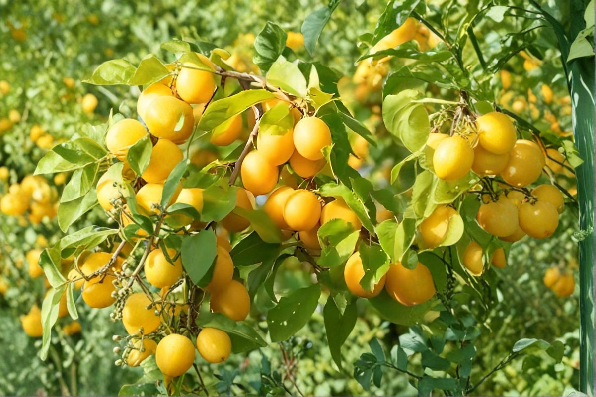 Golden Yellow Plum Tree Bare Root – Prunus domestica, Deciduous Fruit Tree, 2 ft Tall, Yellow Plums, Spring Blossoms, Garden & Orchard