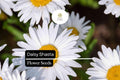100mg Shasta Daisy Seeds, Leucanthemum × superbum, Hardy Perennial with Classic White Blooms