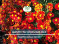 French Marigold Seeds Disco Red, Non-GMO, Bright Red Blooms, Flower Garden, Tagetes patula, 100 Seeds