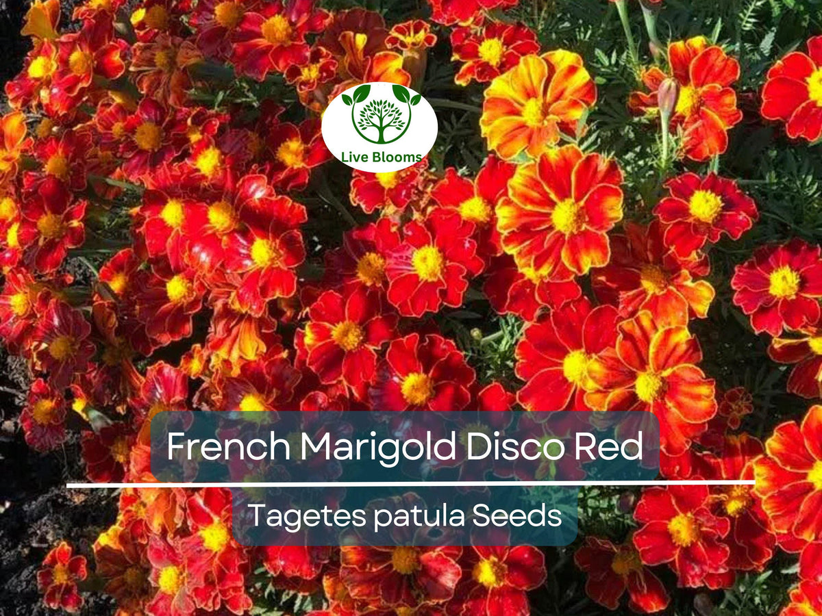 French Marigold Seeds Disco Red, Non-GMO, Bright Red Blooms, Flower Garden, Tagetes patula, 100 Seeds