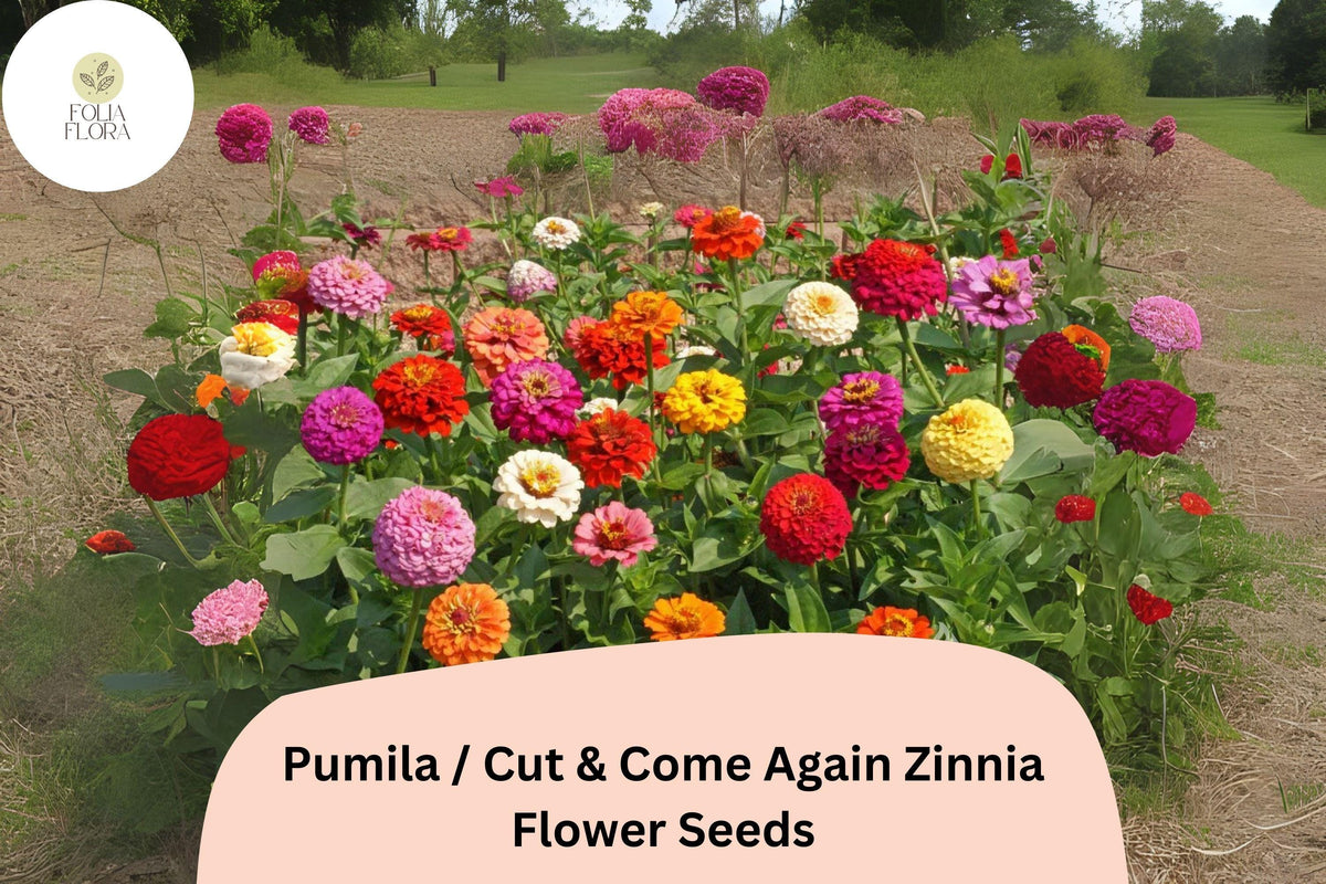 100+ Pumila Zinnia Seeds | Cut & Come Again Mix | Bright Colorful Flowers | Pollinator Friendly Annual Zinnia elegans