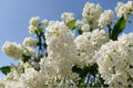 Japanese Tree Lilac Seeds – Syringa amurensis japonica, Hardy Fragrant Flowering Ornamental Tree, Pollinator-Friendly, 10 Seeds