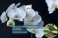 Moon Orchid Starter Plant - Phalaenopsis amabilis Indoor White Flowering Orchid, Elegant Houseplant, Low-Maintenance Tropical Bloom