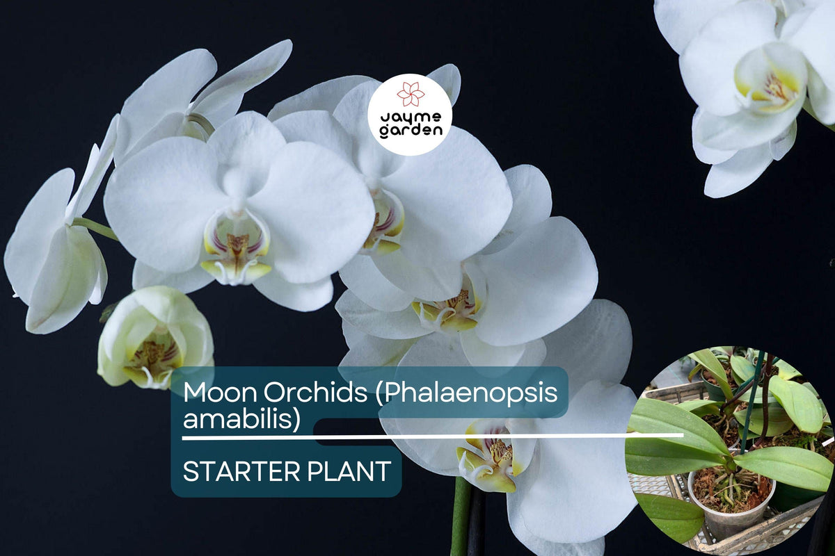 Moon Orchid Starter Plant - Phalaenopsis amabilis Indoor White Flowering Orchid, Elegant Houseplant, Low-Maintenance Tropical Bloom