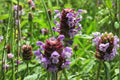 100 Heal All Seeds – Prunella vulgaris Herb, Self Heal, Pollinator Plant, Edible Groundcover, Perennial Herbaceous Plant