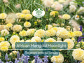 African Marigold Seeds 50 Pack, Double Yellow Blooms, Non-GMO, Bee-Friendly, Tagetes erecta, Garden & Landscape Plants