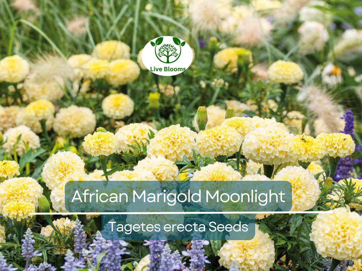 African Marigold Seeds 50 Pack, Double Yellow Blooms, Non-GMO, Bee-Friendly, Tagetes erecta, Garden & Landscape Plants