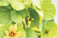 Dutchman’s Pipevine Seeds | Native Woody Vine with Pipe-Shaped Flowers | Aristolochia tomentosa for Butterfly Gardens