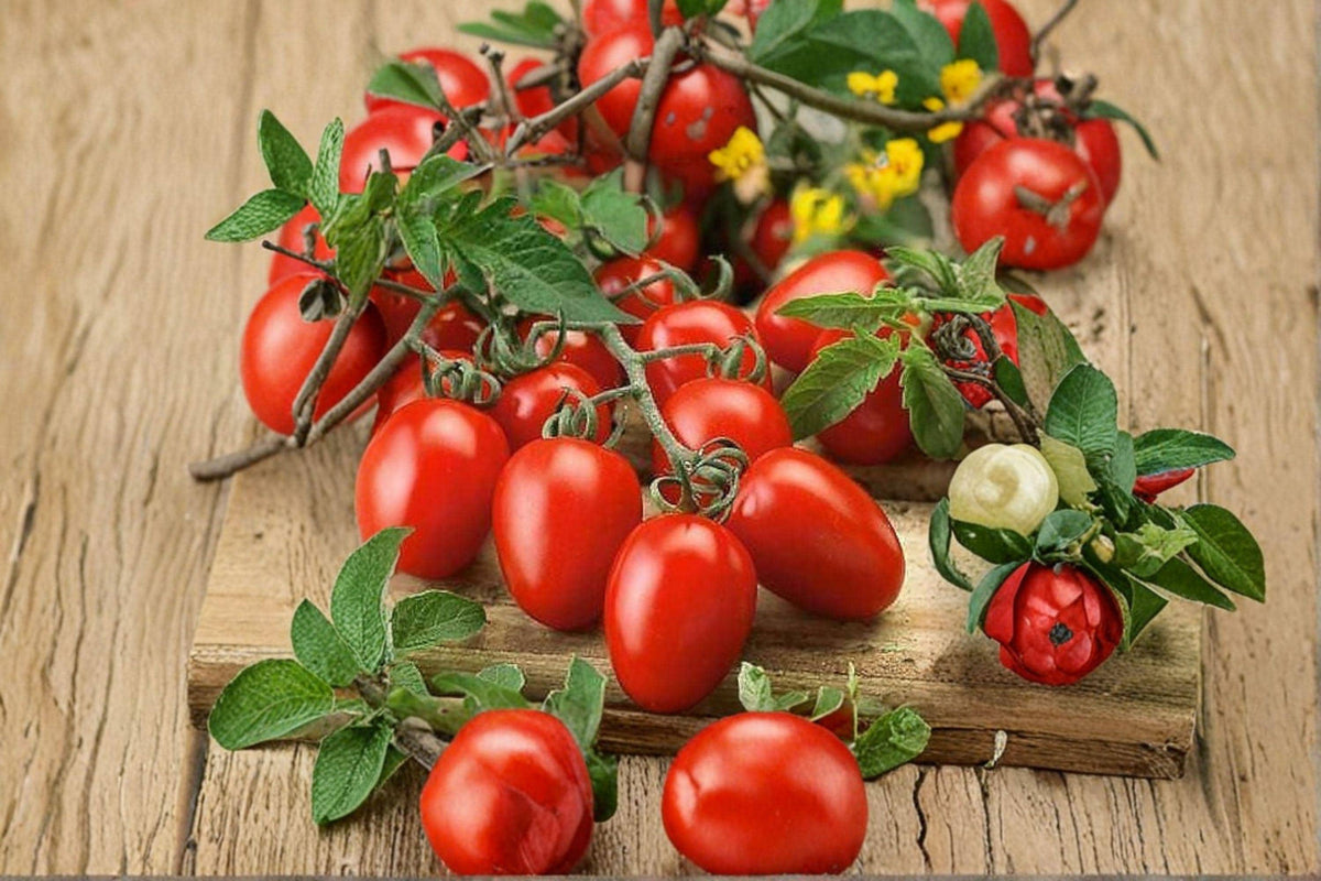 Roma Tomato Seeds – 30 Pack, Paste Tomato, Meaty Flesh, Canning & Sauce, Solanum lycopersicum
