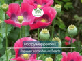 1000 Poppy Pepperbox Seeds – Pink & Purple Edible Flowers, Non-GMO, USA Grown, Large Blooms for Garden & Culinary Use