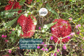 Lantern Banksia Seeds – Banksia ericifolia – Drought-Tolerant Exotic Flowering Shrub with Golden-Red Flowers