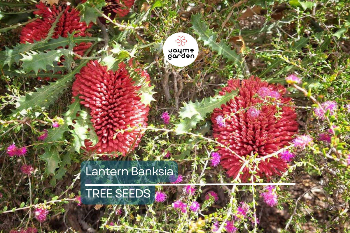 Lantern Banksia Seeds – Banksia ericifolia – Drought-Tolerant Exotic Flowering Shrub with Golden-Red Flowers