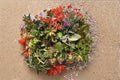 Organic Succulent Cuttings Assorted Variety Unrooted Collection for Propagation and Container Gardens