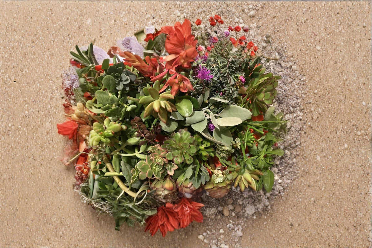 Organic Succulent Cuttings Assorted Variety Unrooted Collection for Propagation and Container Gardens