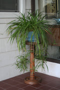 10 Spider Plant Baby Plants – Chlorophytum comosum – Easy to Root Houseplants for Indoor Air Purification