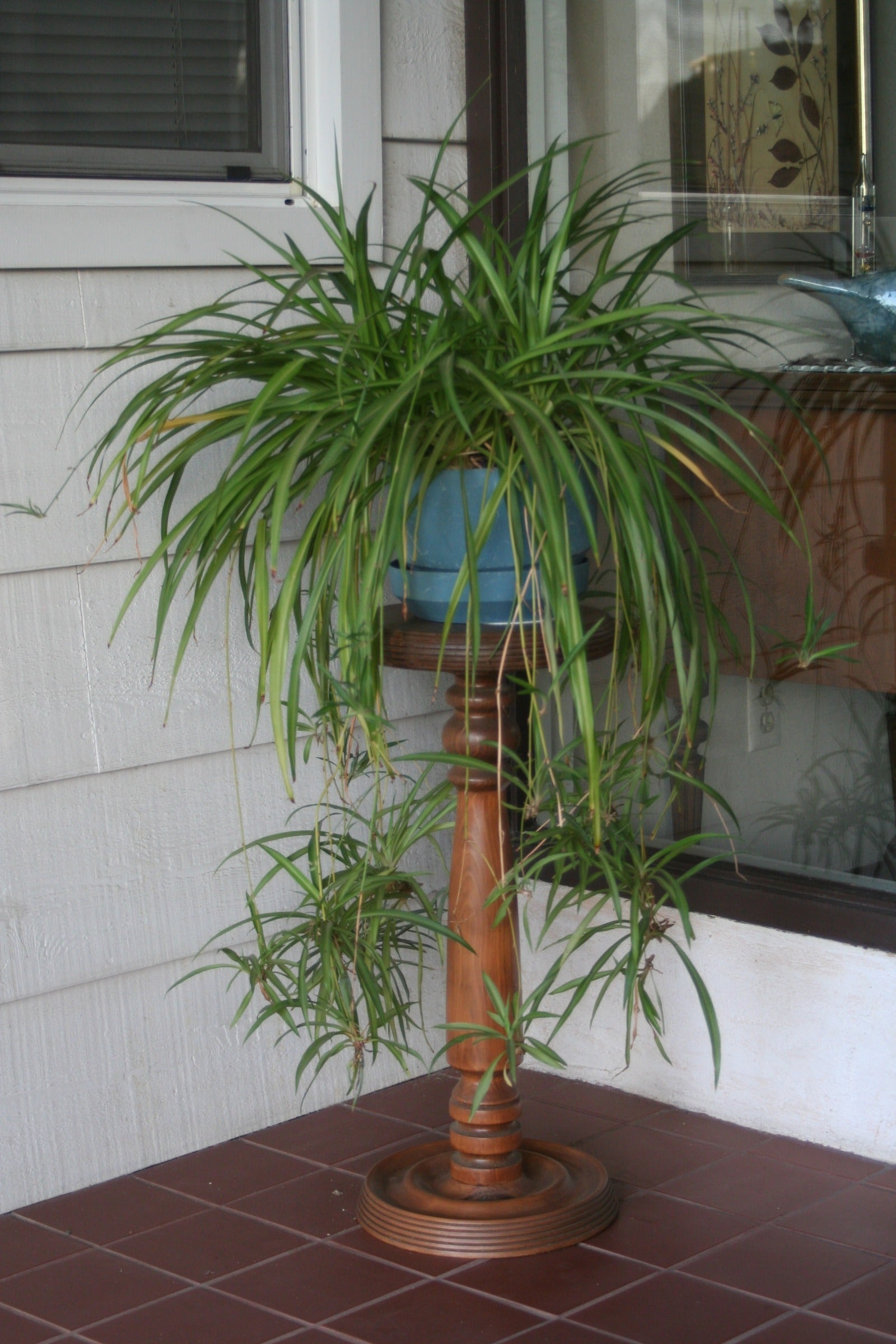 10 Spider Plant Baby Plants – Chlorophytum comosum – Easy to Root Houseplants for Indoor Air Purification