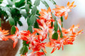 Orange Christmas Cactus Live Plant – 5–6 Inch Schlumbergera truncata with Holiday Blooms, Indoor Succulent, Easy Care Houseplant