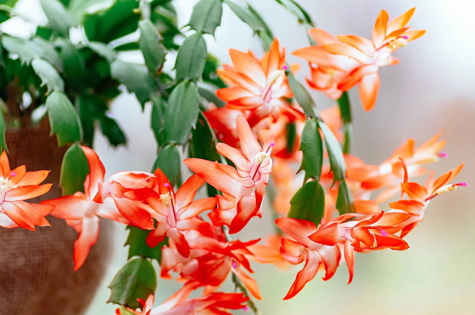 Orange Christmas Cactus Live Plant – 5–6 Inch Schlumbergera truncata with Holiday Blooms, Indoor Succulent, Easy Care Houseplant
