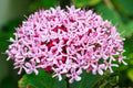 3 Rooted Pink Clerodendrum Cuttings – Tropical Flowering Shrub for Garden Beds & Containers