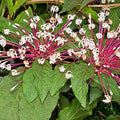 6 Starburst Plant Cuttings | Clerodendrum Quadriloculare Unrooted Tropical Shrub with Pink-White Flowers