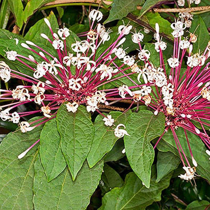 6 Starburst Plant Cuttings | Clerodendrum Quadriloculare Unrooted Tropical Shrub with Pink-White Flowers