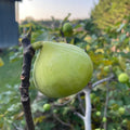 Conadria Fig Tree Cuttings – Unrooted Ficus carica for Grafting & Propagation, Heirloom Fig Scion Wood