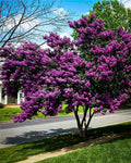 Crepe Myrtle Cuttings (Lagerstroemia indica) – 7 Live Unrooted Cuttings for Propagation & Grafting