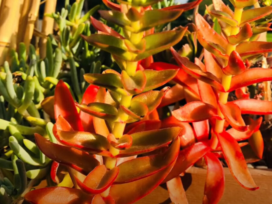 Crassula Capitella ‘Campfire’ Succulent Cuttings – Red Flame Foliage, Unrooted Starter Plants, Easy to Grow, Sun-Loving, Indoor & Outdoor