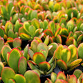 Sunset Jade Plant Cuttings – Crassula Ovata – Unrooted Succulent Stems for Propagation – Vibrant Green with Red Tips