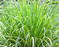 Live Lemongrass Stalks - Organic Cymbopogon citratus Herb Plant for Cooking, Tea & Mosquito Repellent