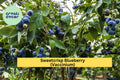 Sweetcrisp Blueberry Plant – Live Vaccinium Hybrid 1-Quart Bare Root Fruiting Shrub for Zones 6–9