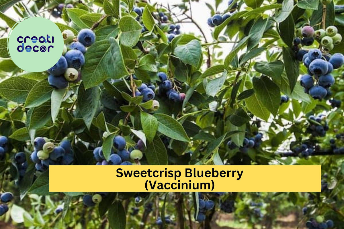 Sweetcrisp Blueberry Plant – Live Vaccinium Hybrid 1-Quart Bare Root Fruiting Shrub for Zones 6–9