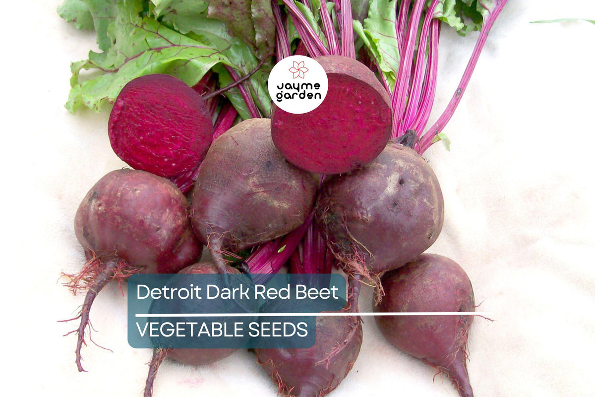 250 Detroit Dark Red Beet Seeds – Non-GMO Heirloom Vegetable Seeds for Root & Greens | Full Sun, Organic Gardening