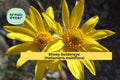 Showy Goldeneye Seeds – 100 Native Wildflower Seeds for Drought-Tolerant Gardens, Pollinator-Friendly, Bright Yellow Blooms, Heliomeris multiflora