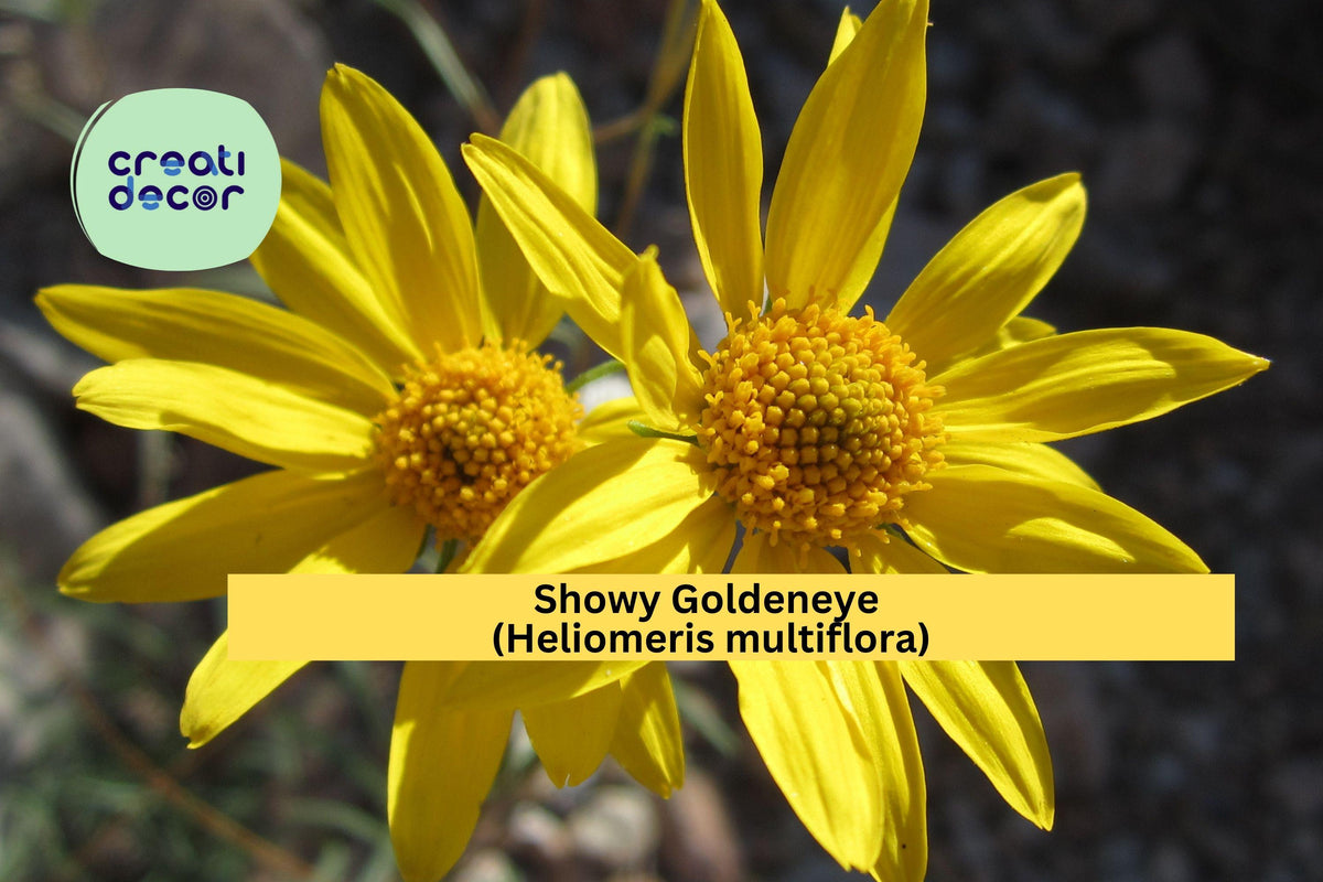 Showy Goldeneye Seeds – 100 Native Wildflower Seeds for Drought-Tolerant Gardens, Pollinator-Friendly, Bright Yellow Blooms, Heliomeris multiflora
